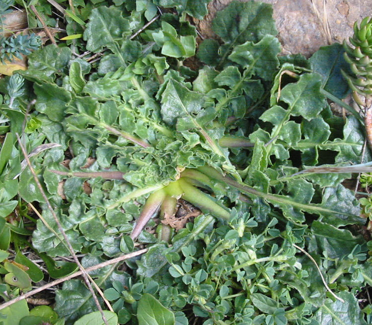 Determinazione - Forse Crepis bursifolia